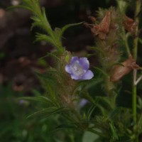 Strobilanthes nigrescens T.Anderson